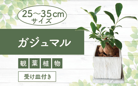 [観葉植物]ガジュマル 25cm〜35cm パールグレー セメント鉢(Green Base/014-1619) 観葉植物,観葉,植物,鉢付,インテリア,室内,オフィス,おしゃれ,マイナスイオン [配送不可地域:北海道・沖縄県・離島]