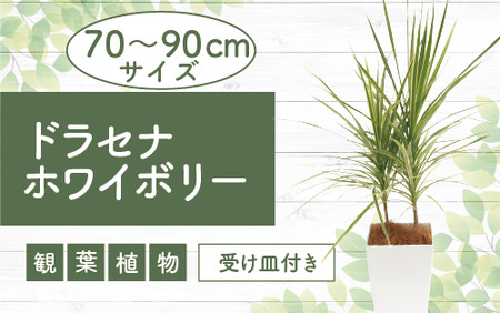 [観葉植物]ドラセナ・ホワイボリー70cm〜90cm(Green Base/014-1739) 観葉 植物 インテリア 鉢植え グリーン 自然 ナチュラル 美しい 清涼感 園芸 室内 オフィス リラックス おしゃれ 鹿児島 指宿 いぶすき ドラセナ ホワイボリー ライトグリーン ストライプ 初心者 初心者向け 育てやすい インテリア 風水 花言葉 真実 コンシンネ ホワイト 受け皿付き