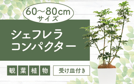 [観葉植物]シェフレラ コンパクター60cm〜80cm(Green Base/014-1740) 観葉 植物 インテリア 鉢植え グリーン 自然 ナチュラル 美しい 清涼感 園芸 室内 オフィス リラックス おしゃれ 鹿児島 指宿 いぶすき シェフレラ コンパクター 初心者 初心者向け 育てやすい インテリアグリーン 花言葉 誠実 真面目 ホワイト 受け皿付き[配送不可地域:北海道・沖縄県・離島]