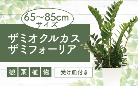 [観葉植物]ザミオクルカス ザミフォーリア65cm〜85cm(Green Base/016-1741) 観葉 植物 インテリア 鉢植え 鉢植 グリーン 自然 ナチュラル 美しい 清涼感 園芸 室内 オフィス リラックス おしゃれ 鹿児島 指宿 いぶすき ザミオ 初心者 初心者向け 育てやすい インテリアグリーン 風水 ホワイト 受け皿付き [配送不可地域:北海道・沖縄県・離島]