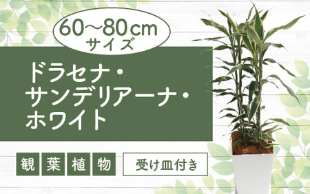 [観葉植物]ドラセナ・サンデリアーナ・ホワイト60cm〜80cm(Green Base/014-1743) 観葉 植物 インテリア 鉢植え グリーン 自然 美しい 清涼感 園芸 室内 リラックス おしゃれ 鹿児島 指宿 いぶすき ドラセナ サンデリアーナ ミリオンバンブー 初心者 育てやすい インテリアグリーン 花言葉 真実 コンシンネ ホワイト 受け皿付き [配送不可地域:北海道・沖縄県・離島]