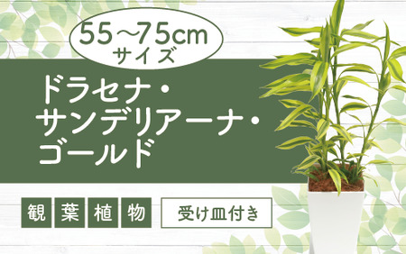 [観葉植物]ドラセナ・サンデリアーナ・ゴールド55cm〜75cm(Green Base/014-1742) 観葉 植物 インテリア 鉢植え グリーン 美しい 園芸 室内 リラックス おしゃれ 鹿児島 指宿 いぶすき ドラセナ サンデリアーナ ゴールド 初心者 初心者向け 育てやすい インテリアグリーン 風水 花言葉 真実 コンシンネ 受け皿付き [配送不可地域:北海道・沖縄県・離島]