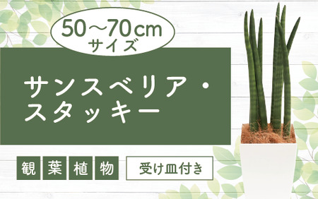 [観葉植物]サンスベリア・スタッキー50cm〜70cm(Green Base/016-1744) 観葉 植物 インテリア 鉢植え 鉢植 グリーン 自然 ナチュラル 美しい 清涼感 園芸 室内 オフィス リラックス おしゃれ 鹿児島 指宿 いぶすき サンス サンスベリア スタッキー インテリアグリーン 風水 花言葉 ホワイト 受け皿付き [配送不可地域:北海道・沖縄県・離島]