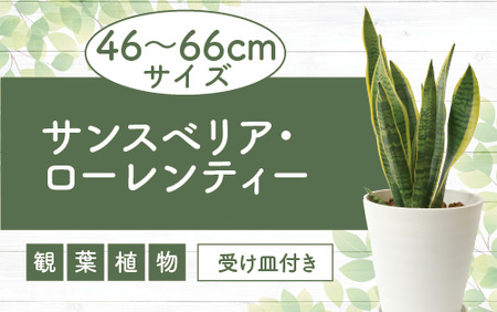 2025年4月上旬〜発送[観葉植物]サンスベリア・ローレンティー 46cm〜66cm(無加温生産の秋元/014-1678) 観葉植物 観葉 植物 サンスベリア サンセベリア インテリア おしゃれ ナチュラル 引越し 引っ越し 開店 育て方 マイナスイオン 癒し インテリアグリーン リゾート トロピカル 自宅 玄関 オフィス 事務所 屋内 室内 常緑 置物 空気清浄 風水 [配送不可地域:北海道・沖縄県・離島]