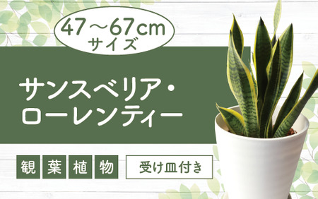 2025年4月上旬〜発送[観葉植物]サンスベリア・ローレンティー 47cm〜67cm(無加温生産の秋元/016-1679) 観葉植物 観葉 植物 サンスベリア サンセベリア インテリア おしゃれ ナチュラル 引越し 引っ越し 開店 育て方 マイナスイオン 癒し インテリアグリーン リゾート トロピカル 自宅 玄関 オフィス 事務所 屋内 室内 常緑 置物 空気清浄 風水 [配送不可地域:北海道・沖縄県・離島]