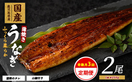 全3回定期便･奇数月お届け鹿児島県産 うなぎ 蒲焼 じっくり焼き約250g×2尾 大新 Z060-1694 定期便 定期便