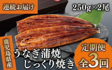 [全3回定期便・連続お届け]鹿児島県産 うなぎ 蒲焼 じっくり焼き約250g×2尾(大新/Z060-1696) うなぎ 国産 鹿児島 蒲焼 丑の日 丑 土用丑の日