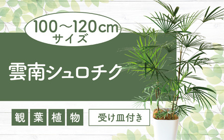 2025年2月上旬〜発送[観葉植物]雲南シュロチク100cm〜120cm(前園植物園/035-1500) 観葉 植物 インテリア 鉢植え グリーン 美しい 園芸 室内 リラックス おしゃれ 鹿児島 指宿 いぶすき シュロチク シュロ竹 育てやすい インテリアグリーン 風水 花言葉 向上心 思慮深い 受け皿付き [配送不可地域:北海道・沖縄県・離島]