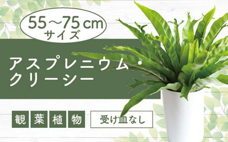 2025年2月上旬〜発送[観葉植物]アスプレニウム・クリーシー 55cm〜75cm(JAいぶすき/014-1863) 観葉 植物 グリーン インテリア 室内 緑 鉢付 オフィス おしゃれ マイナスイオン インテリアグリーン アスプレニウム クリーシー 家 おしゃれ シンプル 鹿児島[配送不可地域:北海道・沖縄県・離島]