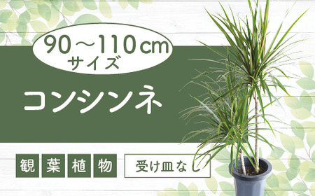 2025年2月上旬〜発送[観葉植物]コンシンネ90cm〜110cm(JAいぶすき/014-1864) 観葉 植物 グリーン インテリア 室内 緑 鉢付 オフィス おしゃれ マイナスイオン インテリアグリーン コンシンネ 家 おしゃれ シンプル 鹿児島[配送不可地域:北海道・沖縄県・離島]