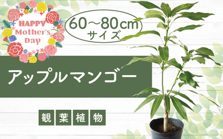 [母の日ギフト][観葉植物]アップルマンゴー苗木60cm〜80cm(アーウィン種)3〜4年生苗(前園植物園/025-1362m) 南国鹿児島県で育った 観葉植物!植物 鉢付 インテリア 室内 オフィス おしゃれ プレゼント ギフト マイナスイオン[配送不可地域:北海道・沖縄県・離島]