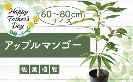 [父の日ギフト][観葉植物]アップルマンゴー苗木60cm〜80cm(アーウィン種)3〜4年生苗(前園植物園/025-1362f) 南国鹿児島県で育った 観葉植物!植物 鉢付 インテリア 室内 オフィス おしゃれ プレゼント ギフト マイナスイオン[配送不可地域:北海道・沖縄県・離島]