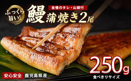 [鹿児島県産]うなぎ蒲焼じっくり焼き約125g×2尾 化粧箱入り(大新/012-2001) 化粧箱入り 鰻 ウナギ 蒲焼 国産 丑の日 うな重 無頭 ギフト プレゼント 贈り物 贈答