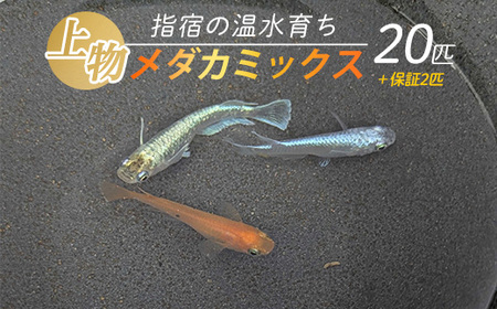 [10営業日以内に発送][温水育ち]上物メダカミックス20匹(otofarm/010-1958) ※北海道・沖縄・離島配送不可※ メダカ 生体 ミックス 成魚 飼育 ペット 生き物 魚 初心者 観賞魚 水槽 アクアリウム