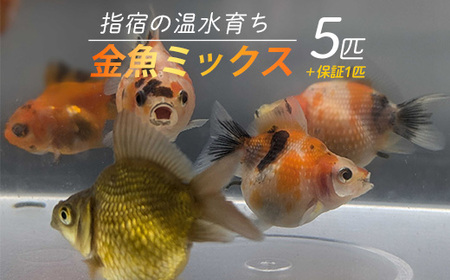 [10営業日以内に発送][温水育ち]金魚ミックス5匹(otofarm/010-1959) ※北海道・沖縄・離島配送不可※ 金魚 生体 ミックス セット 飼育 ペット 生き物 魚 初心者 観賞魚 水槽 アクアリウム