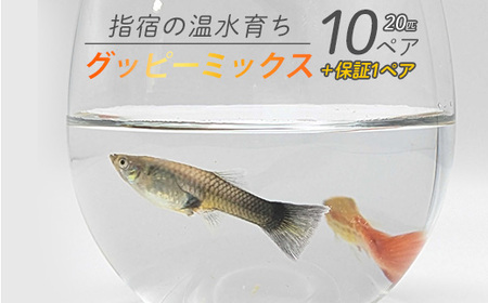 [10営業日以内に発送][温水育ち]グッピーミックス20匹(10ペア)(otofarm/010-1961) ※北海道・沖縄・離島配送不可※ グッピー 生体 ミックス 熱帯魚 飼育 ペット 生き物 魚 初心者 観賞魚 水槽 アクアリウム