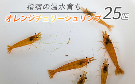 [10営業日以内に発送][温水育ち]オレンジ チェリー シュリンプ 25匹(otofarm/010-1963) ※北海道・沖縄・離島配送不可※ エビ 観賞用 生体 飼育 ペット 生き物 魚 初心者 観賞魚 水槽 アクアリウム