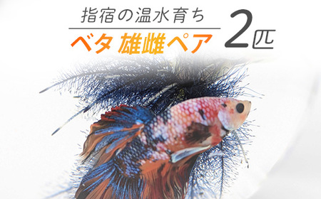 【10営業日以内に発送】【温水育ち】ベタ 2匹(雄雌ペア)(otofarm/010-1964) ※北海道・沖縄・離島配送不可※ 熱帯魚 生体 観賞用 オス メス 飼育 ペット 生き物 魚 初心者 観賞魚 水槽 アクアリウム