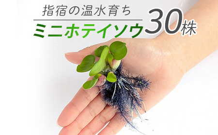 [10営業日以内に発送][温水育ち]ミニホテイソウ 30株(otofarm/010-1965) ※北海道・沖縄・離島配送不可※ ホテイ草 水草 ミニ メダカ 飼育 ペット 生き物 魚 初心者 水槽 アクアリウム