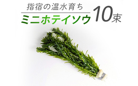 [10営業日以内に発送][温水育ち]アナカリス 鉛巻き 10束(otofarm/010-1966) ※北海道・沖縄・離島配送不可※ 金魚 メダカ ビオトープ 国産 飼育 ペット 生き物 魚 初心者 観賞魚 水槽 アクアリウム