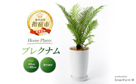 [観葉植物]ブレクナム 60cm〜80cm(Green Farm M/016-1952) ※北海道・沖縄・離島配送不可※ 南国鹿児島県で育った 観葉植物!植物 鉢付 インテリア 室内 オフィス おしゃれ プレゼント ギフト 開店祝い 移転祝い マイナスイオン