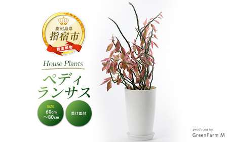 [観葉植物]ぺディランサス(ダイギンリュウ) 60cm〜80cm(Green Farm M/016-1953) ※北海道・沖縄・離島配送不可※ 南国鹿児島県で育った 観葉植物!植物 鉢付 インテリア 室内 オフィス おしゃれ プレゼント ギフト 開店祝い 移転祝い マイナスイオン