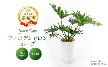 [観葉植物]フィロデンドロン・ホープ 60cm〜80cm(Green Farm M/016-1954) ※北海道・沖縄・離島配送不可※ 南国鹿児島県で育った 観葉植物!植物 鉢付 インテリア 室内 オフィス おしゃれ プレゼント ギフト 開店祝い 移転祝い マイナスイオン