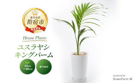 [観葉植物]ユスラヤシ キングパーム 60cm〜80cm(Green Farm M/016-1955) ※北海道・沖縄・離島配送不可※ 南国鹿児島県で育った 観葉植物!植物 鉢付 インテリア 室内 オフィス おしゃれ プレゼント ギフト 開店祝い 移転祝い マイナスイオン