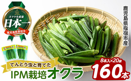 栽培期間中、農薬の使用を抑えた指宿産オクラ160本(8本入×20袋) (エコオクラグループ/010-2006) オクラ おくら 減農薬 野菜 夏野菜 旬 特産 夏 新鮮 鹿児島県