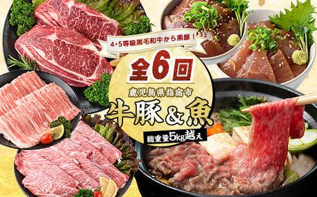 [定期便・全6回(連続)][総重量5kg越え]4・5等級黒毛和牛・黒豚・マグロ丼・カツオ丼・カツオのたたき・すり身定期便(水迫畜産/Z075-1983) 豚肉 牛肉 生ハム すき焼き 和牛 スライス 焼肉 ロース 黒豚 鍋 小分け ステーキ 焼き肉 かつお 指宿 鹿児島 いぶすき