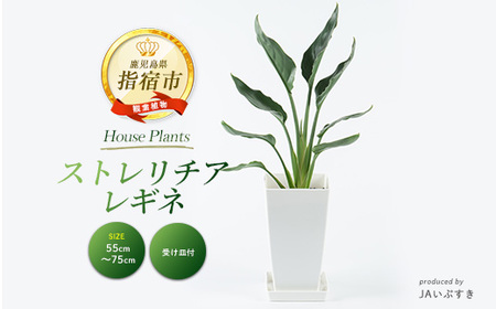 2026年4月上旬〜発送[観葉植物]ストレリチア・レギネ 55cm〜75cm(JAいぶすき/014-2016) 観葉植物 植物 グリーン 鉢 おしゃれ 大型 インテリア 室内 開店祝い 新築祝い 引越し オフィス ギフト マイナスイオン[配送不可地域:北海道・沖縄県・離島]