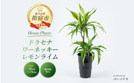 2026年4月上旬〜発送[観葉植物]ドラセナ・ワーネッキー・レモンライム 55cm〜75cm(JAいぶすき/014-2022) 観葉植物 植物 グリーン 鉢 おしゃれ 大型 インテリア 室内 開店祝い 新築祝い 引越し オフィス ギフト マイナスイオン [配送不可地域:北海道・沖縄県・離島]
