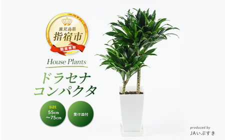 2026年4月上旬〜発送[観葉植物]ドラセナ・コンパクタ 55cm〜75cm(JAいぶすき/018-2018) 観葉植物 植物 グリーン 鉢 おしゃれ 大型 インテリア 室内 開店祝い 新築祝い 引越し オフィス ギフト マイナスイオン コンパクト [配送不可地域:北海道・沖縄県・離島]