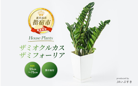 2026年4月上旬〜発送[観葉植物]ザミオクルカス・ザミフォーリア 55cm〜75cm(JAいぶすき/025-2021) 観葉植物 植物 グリーン 鉢 おしゃれ 大型 インテリア 室内 開店祝い 新築祝い 引越し オフィス ギフト マイナスイオン [配送不可地域:北海道・沖縄県・離島]