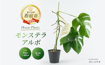 2026年4月上旬〜発送[観葉植物]モンステラ・アルボ 40cm〜60cm(JAいぶすき/042-2023) 観葉植物 植物 グリーン 鉢 おしゃれ 大型 インテリア 室内 開店祝い 新築祝い 引越し オフィス ギフト マイナスイオン モンステラ 斑入り [配送不可地域:北海道・沖縄県・離島]