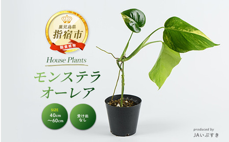 2026年4月上旬〜発送[観葉植物]モンステラ・オーレア 40cm〜60cm(JAいぶすき/042-2024) 観葉植物 植物 グリーン 鉢 おしゃれ 大型 インテリア 室内 開店祝い 新築祝い 引越し オフィス ギフト マイナスイオン モンステラ 斑入り [配送不可地域:北海道・沖縄県・離島]