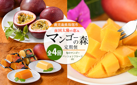 [全4回定期便]完熟マンゴー&トロピカルスイーツ定期便 (マンゴーの森/Z050-2053) 鹿児島県 指宿産 南国 フルーツ 完熟 マンゴー 果物 くだもの パッションフルーツ マンゴースイーツ ゼリー プリン アイス 詰め合わせ ギフト