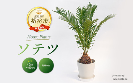 2026年1月中旬〜発送[観葉植物]ソテツ40cm〜60cm (Green Base/014-2047) 南国鹿児島県で育った 観葉植物!植物 鉢付 インテリア 室内 オフィス おしゃれ プレゼント ギフト 開店祝い 移転祝い ※北海道・沖縄・離島配送不可