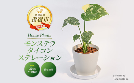 2026年3月上旬〜発送[観葉植物]モンステラ・タイコンステレーション 20cm〜40cm (Green Base/016-2050) 南国鹿児島県で育った 観葉植物!植物 鉢付 インテリア 室内 オフィス おしゃれ プレゼント ギフト 開店祝い 移転祝い ※北海道・沖縄・離島配送不可