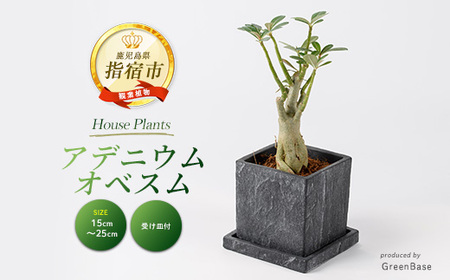 2026年5月中旬〜発送[観葉植物]アデニウム・オベスム15cm〜25cm (Green Base/016-2056) 南国鹿児島県で育った 観葉植物!植物 鉢付 インテリア 室内 オフィス おしゃれ プレゼント ギフト 開店祝い 移転祝い ※北海道・沖縄・離島配送不可