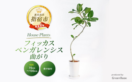 2026年1月中旬〜発送[観葉植物]フィッカス・ベンガレンシス(曲がり)70cm〜100cm (Green Base/018-2049) 南国鹿児島県で育った 観葉植物!植物 鉢付 インテリア 室内 オフィス おしゃれ プレゼント ギフト 開店祝い 移転祝い ※北海道・沖縄・離島配送不可