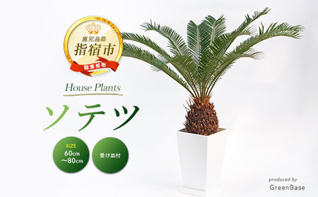 2026年1月中旬〜発送[観葉植物]ソテツ60cm〜80cm (Green Base/025-2048) 南国鹿児島県で育った 観葉植物!植物 鉢付 インテリア 室内 オフィス おしゃれ プレゼント ギフト 開店祝い 移転祝い ※北海道・沖縄・離島配送不可