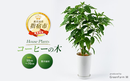 2026年3月上旬〜発送[観葉植物]コーヒーの木 50cm〜70cm (Green Farm M/016-2063) 植物 鉢付 インテリア 室内 オフィス おしゃれ プレゼント ギフト 開店祝い 移転祝い マイナスイオン 指宿市[配送不可地域:北海道・沖縄県・離島]