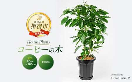 2026年3月上旬〜発送 観葉植物 コーヒーの木 80cm〜100cm Green Farm M 027-2064 観葉植物 観葉植物[配送不可地域:北海道・沖縄県・離島]