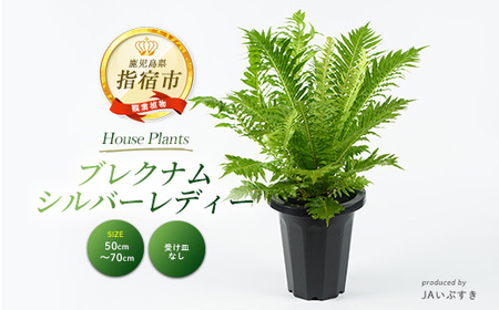 2026年4月上旬〜発送[観葉植物]ブレクナム・シルバーレディー 50cm〜70cm (JAいぶすき/014-2061) 植物 グリーン シダ おしゃれ インテリア 室内 インテリアグリーン ※北海道・沖縄・離島配送不可※