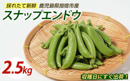 [2026年1月上旬〜発送]スナップエンドウ約2.5kg (マツキアグリ/010-2087) えんどう豆 スナップエンドウ 豆 新鮮野菜 旬野菜 産地直送 採れたて 鹿児島県産