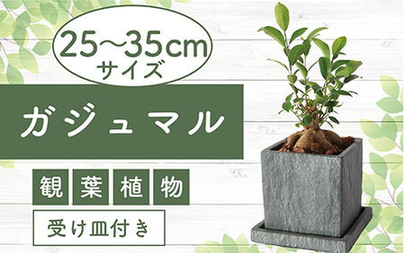 [観葉植物]ガジュマル 25cm〜35cm(Green Base/014-1387) 南国鹿児島県で育った 観葉植物!植物 鉢付 インテリア 室内 オフィス おしゃれ マイナスイオン[配送不可地域:北海道・沖縄県・離島]