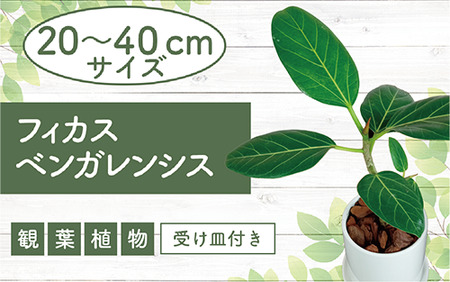 2025年4月中旬〜発送[観葉植物]フィカス・ベンガレンシス20cm〜40cmホワイト陶器鉢(T&P/014-1462) 南国鹿児島県で育った 観葉植物!植物 鉢付 インテリア 室内 オフィス おしゃれ プレゼント ギフト 開店祝い 移転祝い マイナスイオン[配送不可地域:北海道・沖縄県・離島]