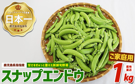 2026年2月上旬頃〜発送[産地直送!新鮮旬野菜!]ご家庭用スナップエンドウ約1kg (指宿促成青果/IB092-001) 野菜 旬 スナップエンドウ 訳あり 大容量 国産 詰め合わせ やさい