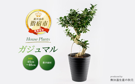 2026年2月上旬〜発送 観葉植物 ガジュマル 65cm〜85cm 無加温生産の秋元 032-1947 観葉植物 観葉植物 ※北海道・沖縄・離島配送不可
